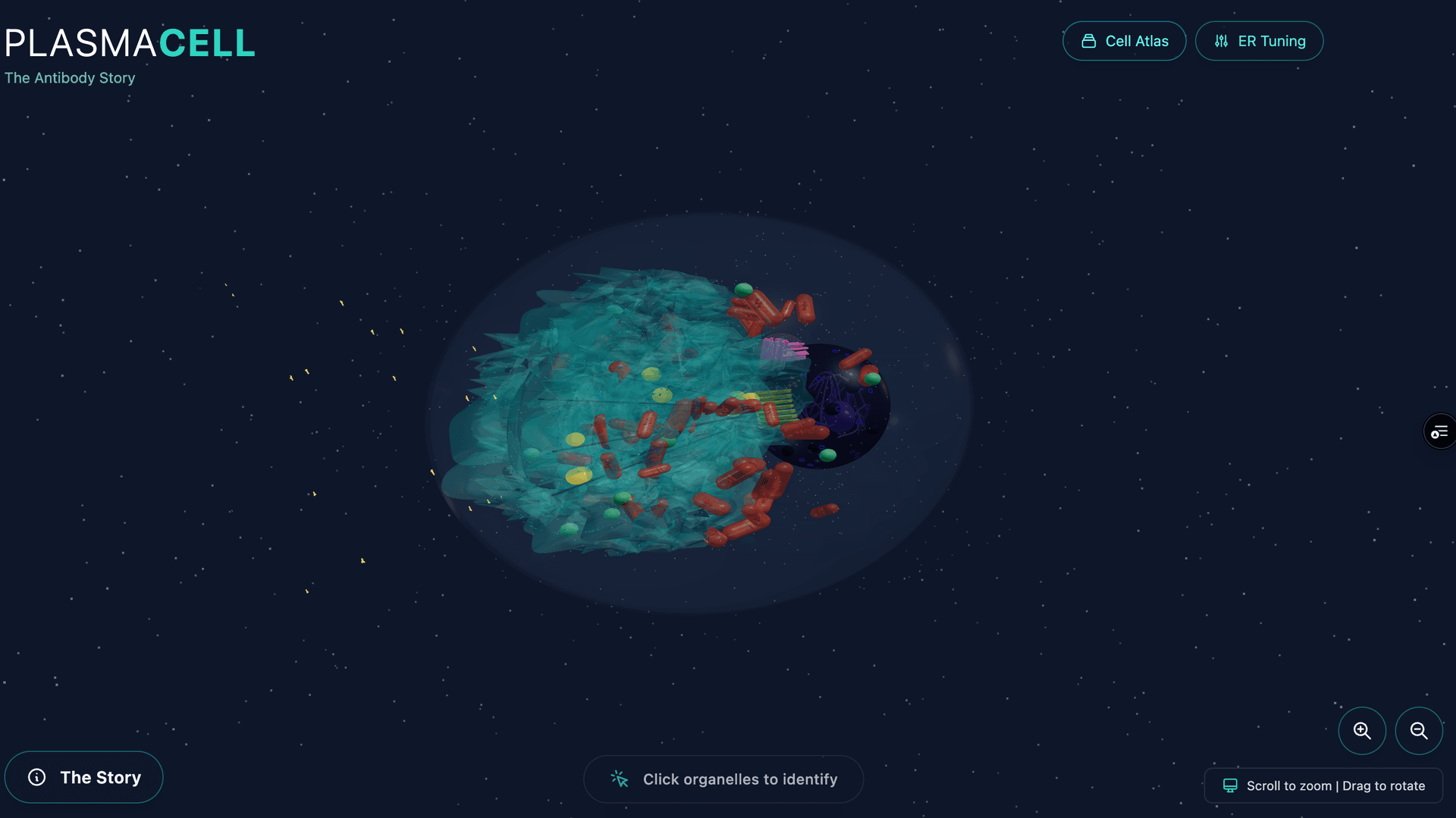 CellAtlas interactive 3D cell viewer showing a plasma cell