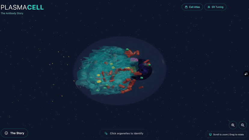 Teaching Biology in 3D: Building Interactive Cell Viewers with Three.js